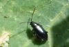 Phyllotreta nigripes